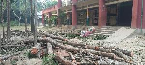 সালথায় সরকারি প্রাঃ বিদ্যালয়ের গাছ বিক্রি করার অভিযোগ উঠেছে- স্থানীয় মেম্বারের বিরুদ্ধে