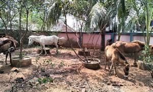 কালিয়াকৈরে মালিক বিহীন ৮টি ঘোড়া নিলামে বিক্রি