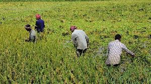 টানা ঝড়-বৃষ্টিতে দিশেহারা কুড়িগ্রামের কৃষক 