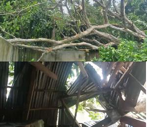 ফরিদপুরের সালথায় আকস্মিক ঝড়ে বটগাছ পড়লো বসতঘরের উপর: প্রাণে বেঁচে গেল একটি পরিবার