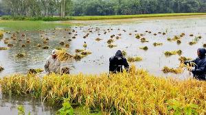 শেরপুর সীমান্তে ভূমিধসে ধানক্ষেত তলিয়ে যাওয়ায় উদ্বিগ্ন কৃষকরা