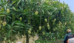 সুন্দরবনের উপকূলে বারোমাসি কাটিমন আমের বিপ্লব: কৃষক মুকুলের সফলতায় বদলে যাচ্ছে কৃষির চিত্র