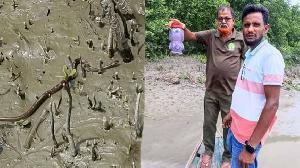 ইউএনওর সরকারি বাসভবন থেকে উদ্ধার ‘ঘরগিন্নি’ সাপ, সুন্দরবনে অবমুক্ত