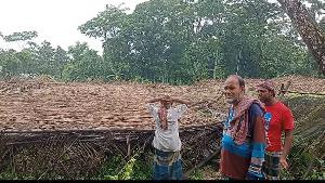 ‎টানা ভারী বৃষ্টিতে বাউফলে পানের বরজ ধস, ‎লাখ লাখ টাকার ক্ষতিতে দিশেহারা পানচাষিরা 