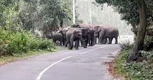 গারো পাহাড় এখন অঘোষিত হাতির সাফারি পার্ক