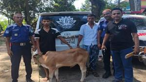 সিসিটিভির সূত্র ধরে কিশোরগঞ্জে অভিযান, চুরি যাওয়া ষাঁড় উদ্ধার