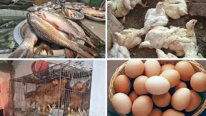 ডিমের দাম ডজনে কমেছে ১০ টাকা, স্বস্তি ফেরেনি মাছ-মুরগিতে