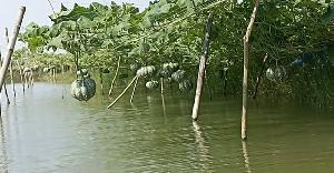 ঘেরের ভেড়িতে তরমুজ-কুমড়ার বাম্পার ফলন, তাক লাগালেন তরুণ উদ্যোক্তা