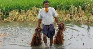 শেরপুরে বৃষ্টি ও বৈরী আবহাওয়ায় আমন ধান ক্ষতিগ্রস্ত: কৃষকের কপালে চিন্তার ভাঁজ