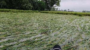 শেরপুরে টানা বৃষ্টিতে আমন ধানসহ সবজিতে ব্যাপক ক্ষতির আশঙ্কা