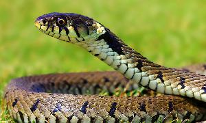 ঢাকায় সাপের উপদ্রব, চার মাসে উদ্ধার ৩৫১টি