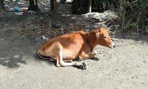 ‘জেলে না হয়েও গোপনে টাকা দিয়ে মৎস্য অফিস থেকে বকনা বাছুর পেয়েছি’